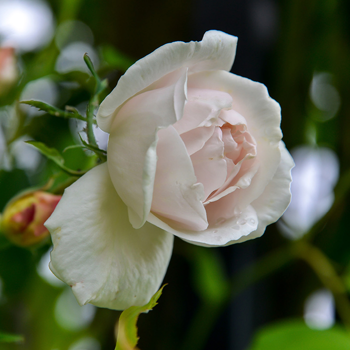 Rose Madame Alfred Carriere 4L pot NGW