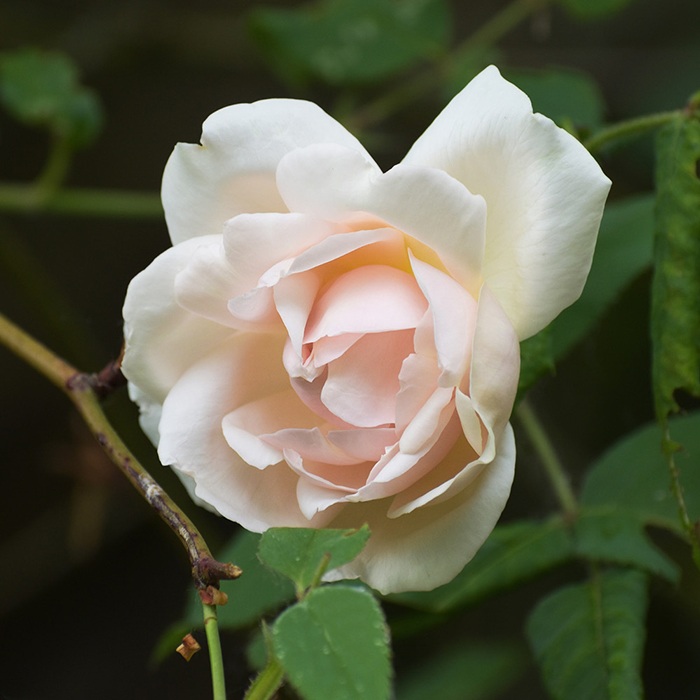 Rose Madame Alfred Carriere 4L pot NGW