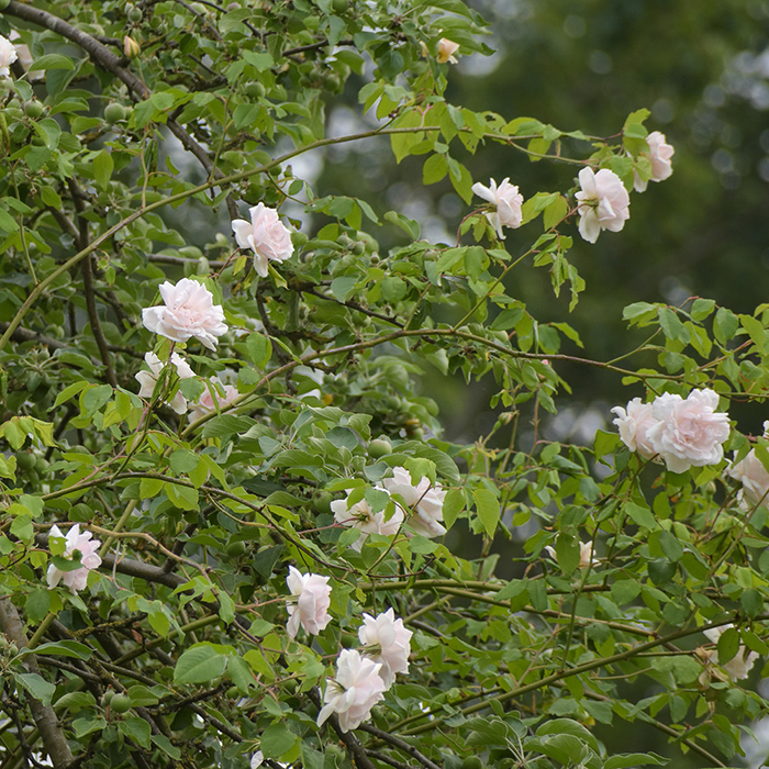 Rose Madame Alfred Carriere 4L pot NGW