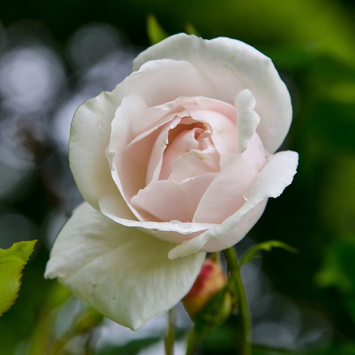 Rose Madame Alfred Carriere 4L pot NGW