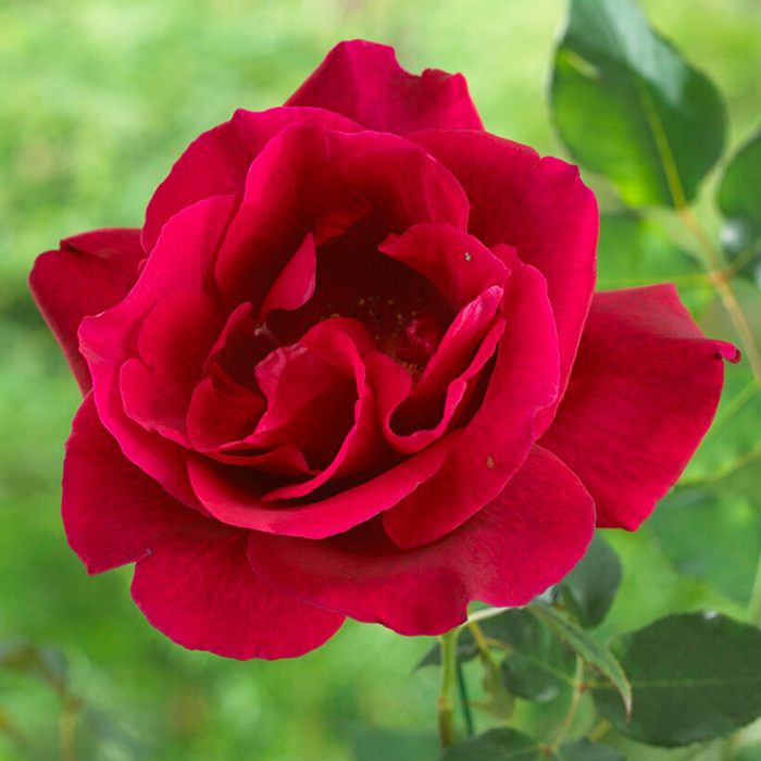 Rose Guinee 4L pot NGW