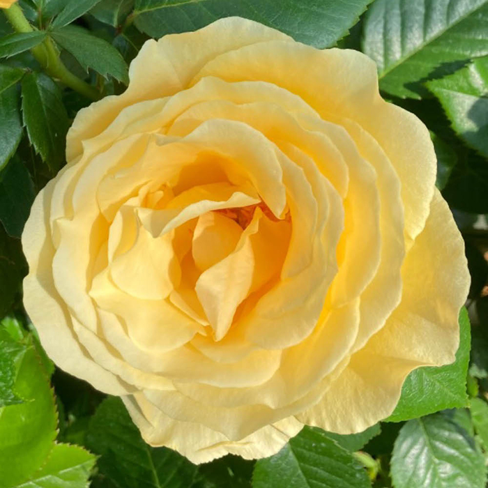 Rose Alfie Boe OBE 4L pot GW