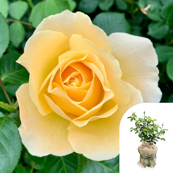 Rose Sarah's Rose 4L pot GW