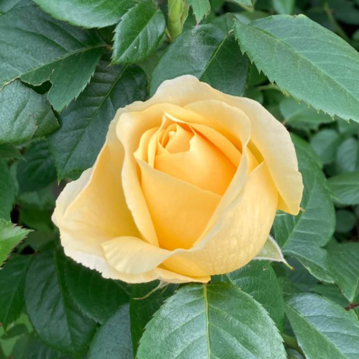 Rose Sarah's Rose 4L pot GW