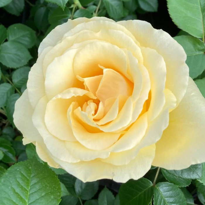 Rose Fab at 65 4L pot GW