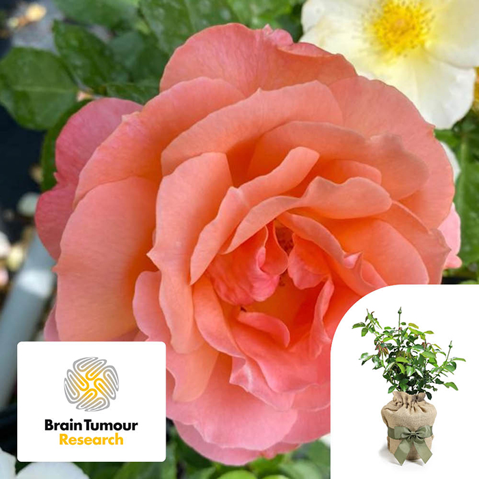 Rose Alfred Robert Boe 4L pot C GW