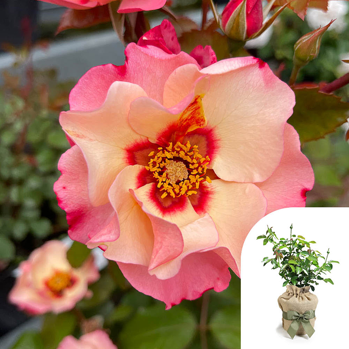 Rose Alissar Princess Of Phoenicia 4L pot GW