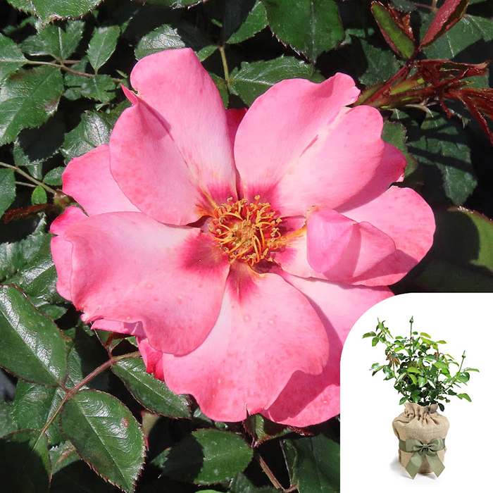 Rose Patricia's Rose 4L Pot GW