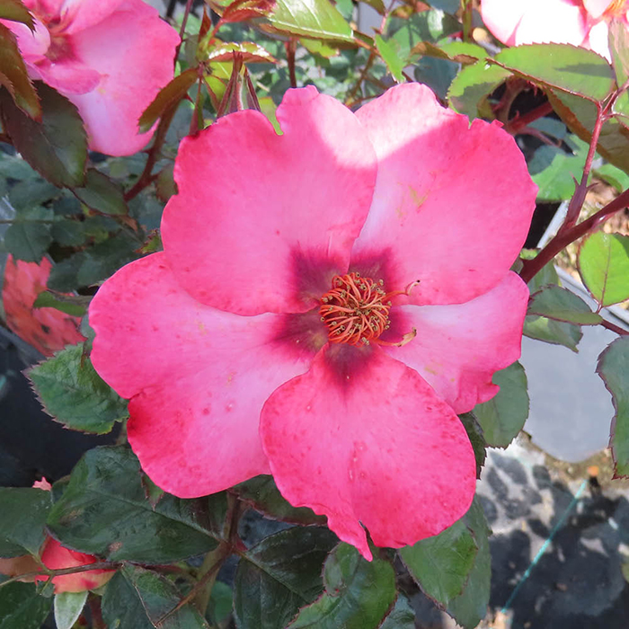 Rose Patricia's Rose 4L Pot GW