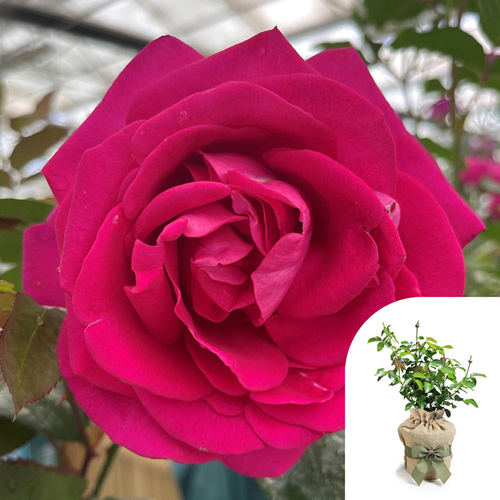 Rose All My Loving 4L pot GW