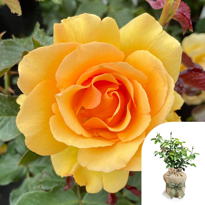 Rose Amber Queen 4L pot (ROTY 1984) GW