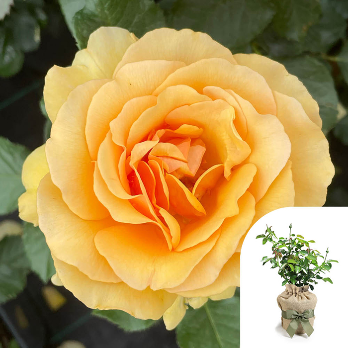 Rose Emerald Wedding 55th Anniver. 4L GW