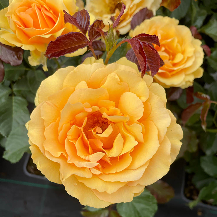Rose Robert's Rose 4L pot GW