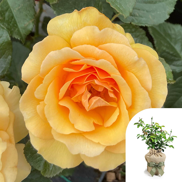 Rose Unconditional Love 4L pot GW