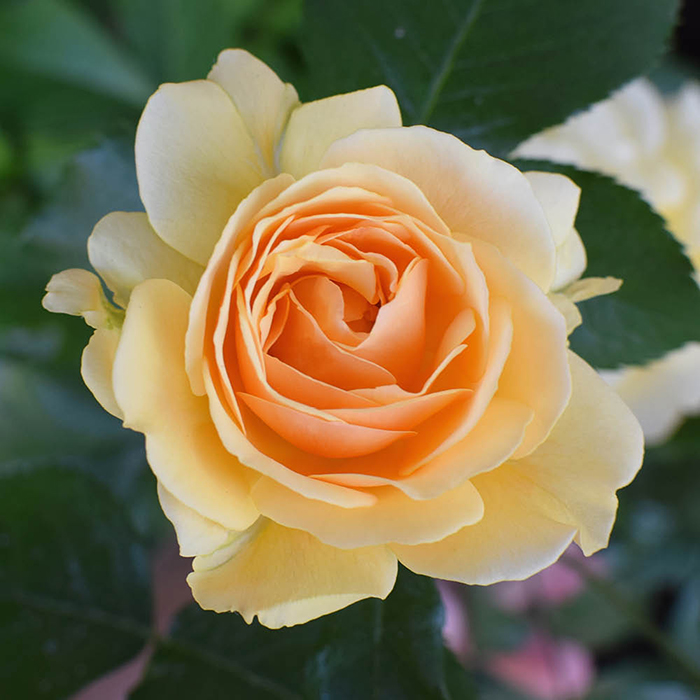 Rose Dad, You're One In a Million 4L Pot GW