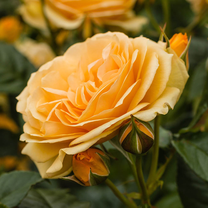 Rose Dad, You're One In a Million 4L Pot GW