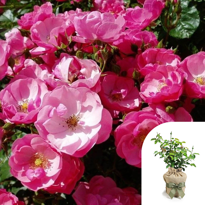 Rose Angela's Rose 4L Pot GW