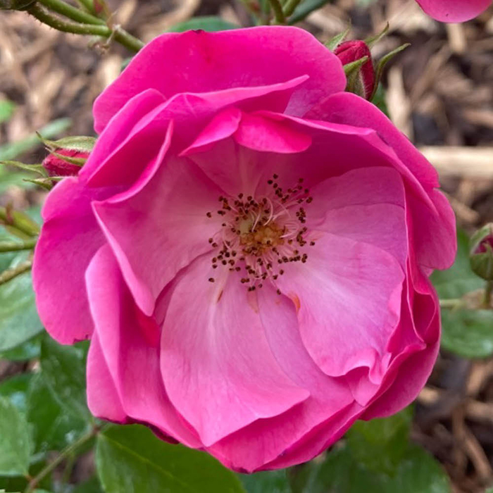 Rose Angela's Rose 4L Pot GW