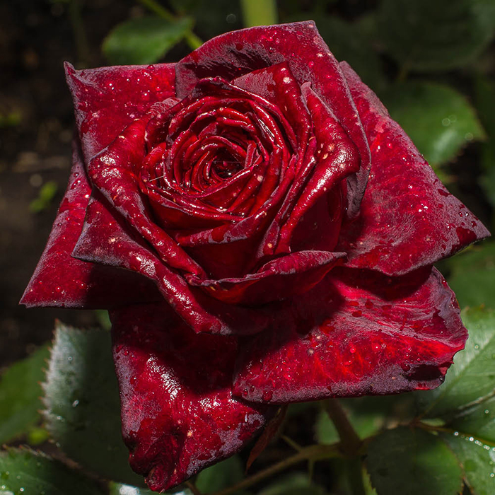 Rose Black Baccara 4L pot GW