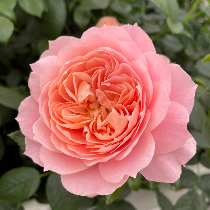 Rose Born Free 4L pot C GW