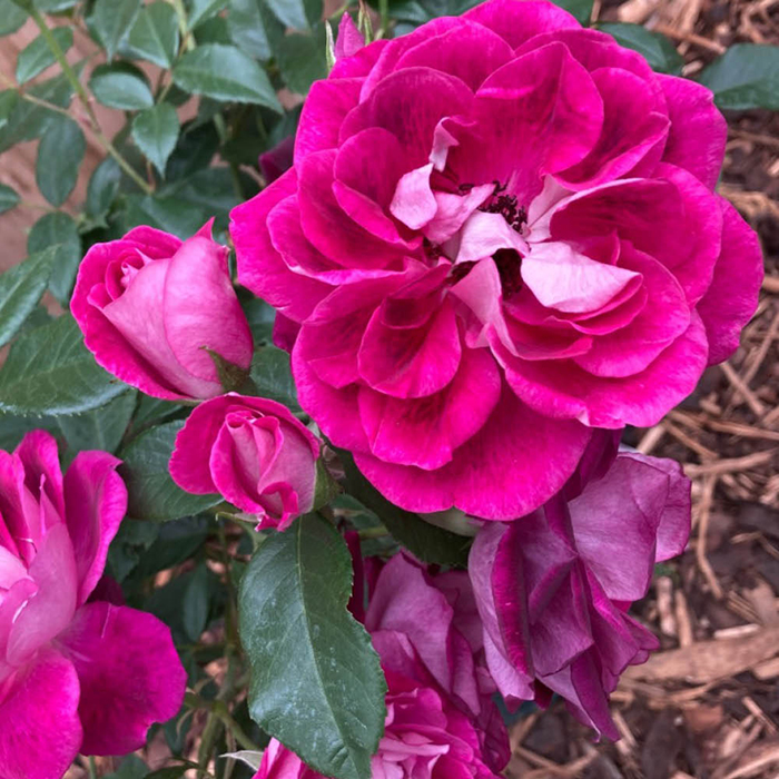 Rose Burgundy Ice 4L pot GW