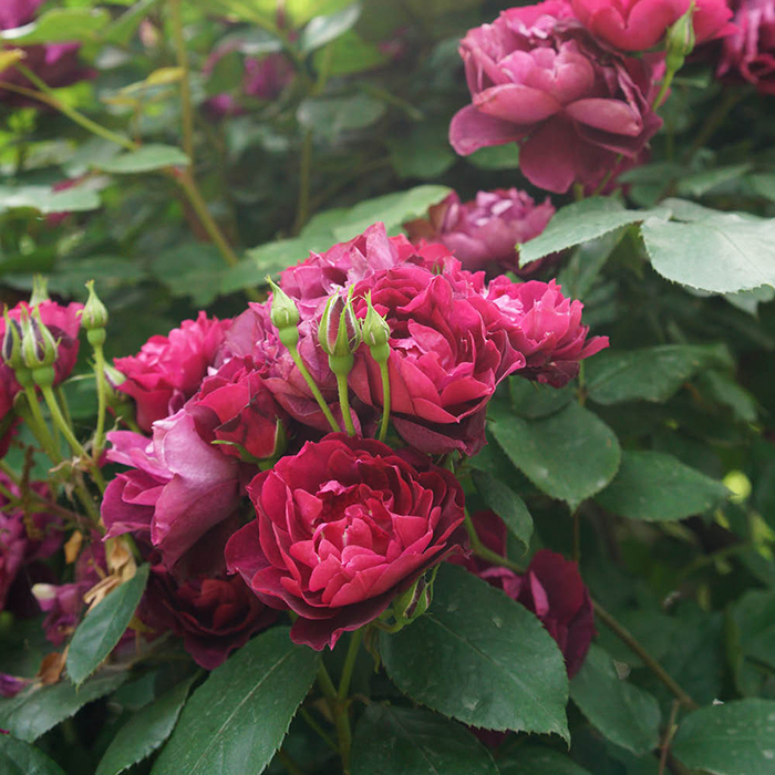 Rose Bee Humble 4L Pot GW