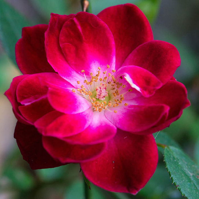 Rose Bee Humble 4L Pot GW