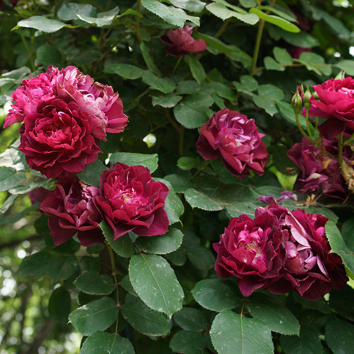 Rose Bee Humble 4L Pot GW