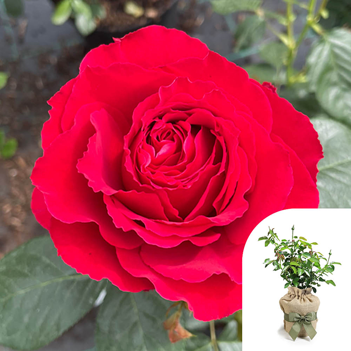 Rose Ruby 40th Wedding Anniver. 4L pot GW