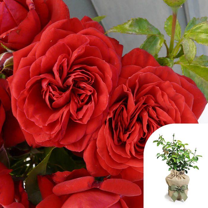 Rose Michael's Rose 4L pot GW