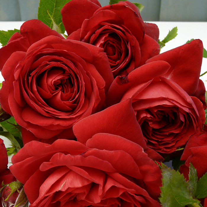 Rose Michael's Rose 4L pot GW