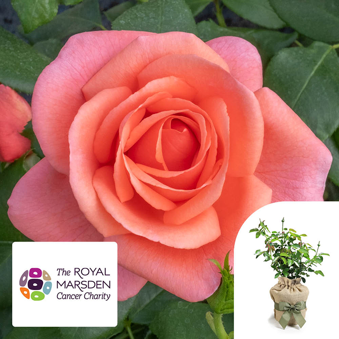 Rose Catherine's Rose 3L Pot C GW