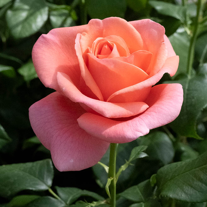 Rose Catherine's Rose 3L Pot C GW