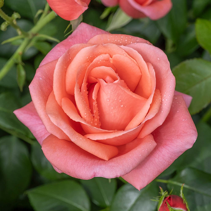 Rose Catherine's Rose 3L Pot C GW