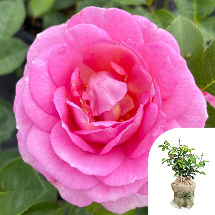 Rose Special Mum 4L pot GW