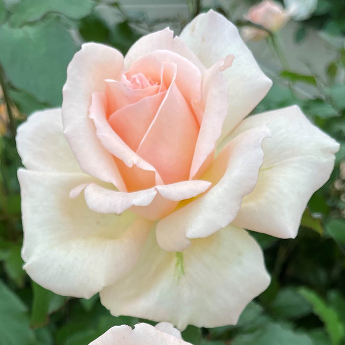 Rose Platinum 70th Wedding 4L pot GW