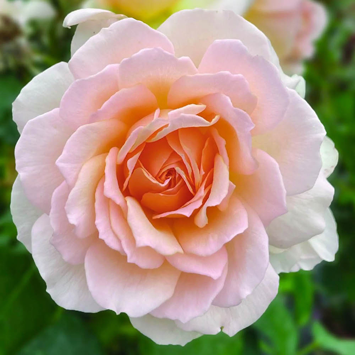 Rose Platinum 70th Wedding 4L pot GW