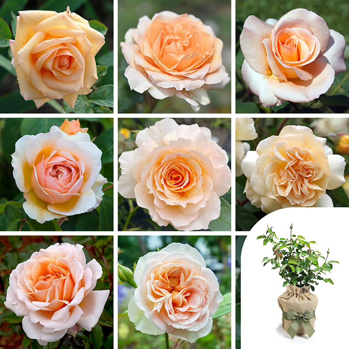 Rose Apricot 4L pot GW