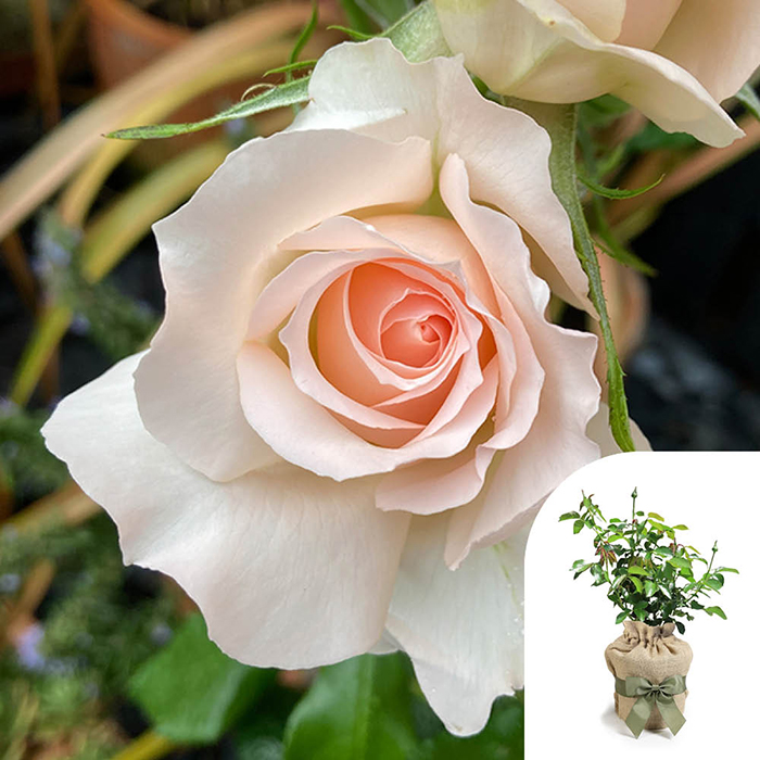 Rose Michelle's Rose 4L Pot GW