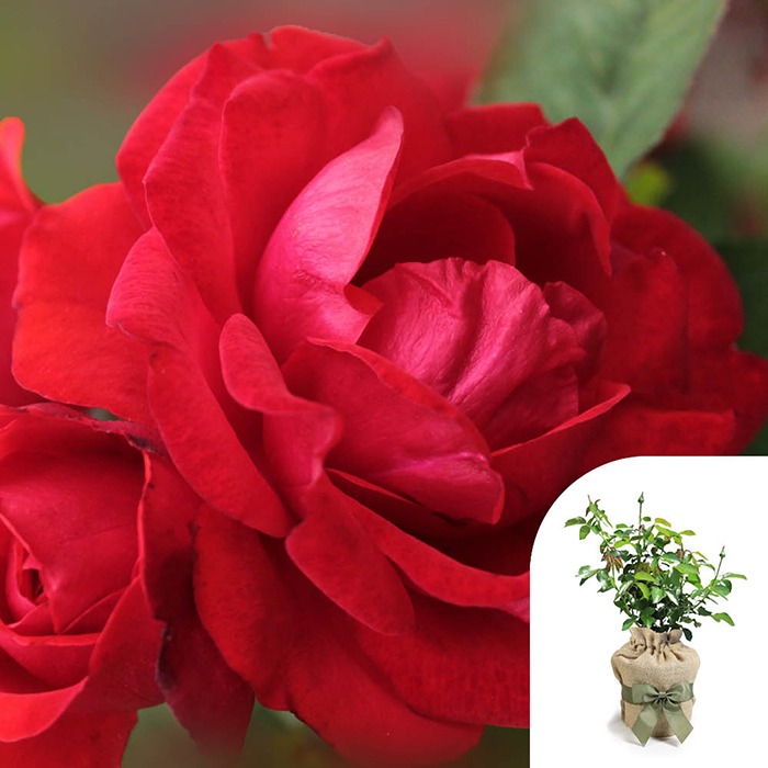 Rose To My Wonderful Husband 4L pot GW