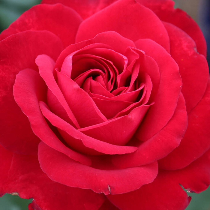 Rose To My Wonderful Husband 4L pot GW