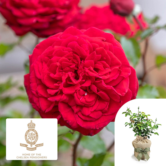 Rose Chelsea pensioner 4L pot C GW