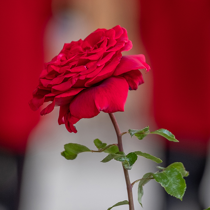 Rose Chelsea pensioner 4L pot C GW