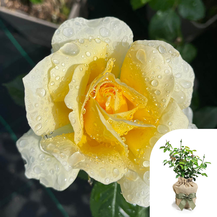 Rose St Rita 4L pot GW