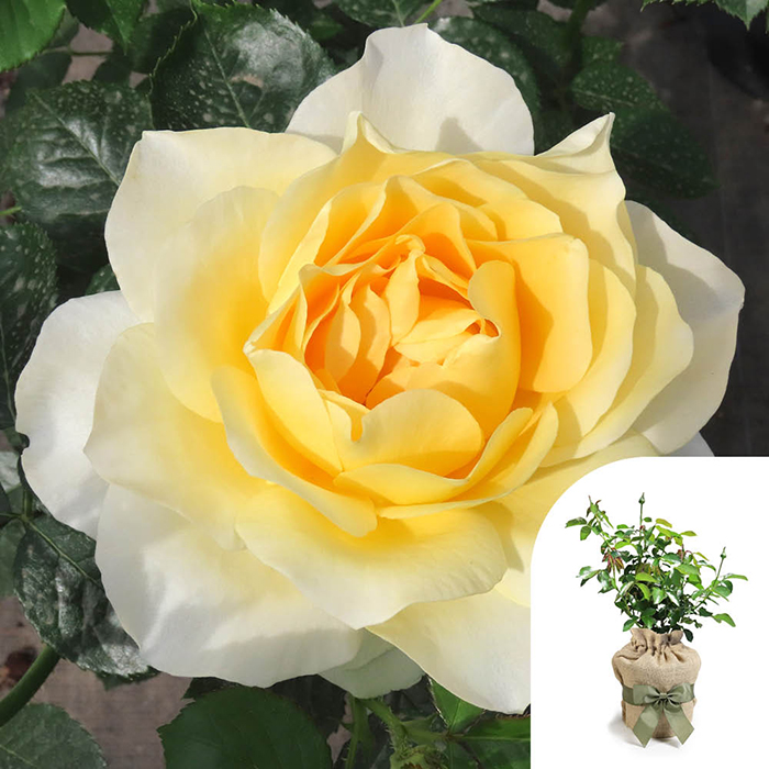 Rose Julie's Rose 4L pot GW