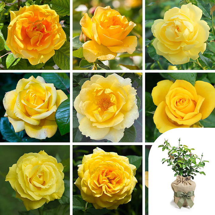 Rose Primrose 4L pot GW