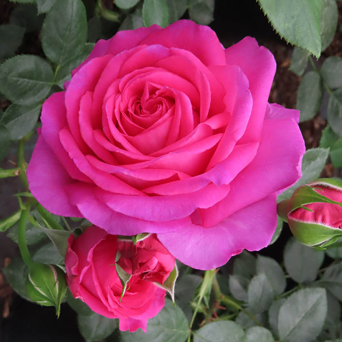 Rose Fab at 70 4L pot GW