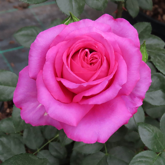 Rose Kirsty's Rose 4L pot GW
