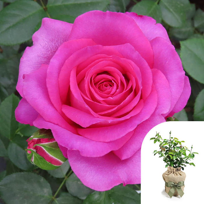Rose Claire Marshall 4L pot GW