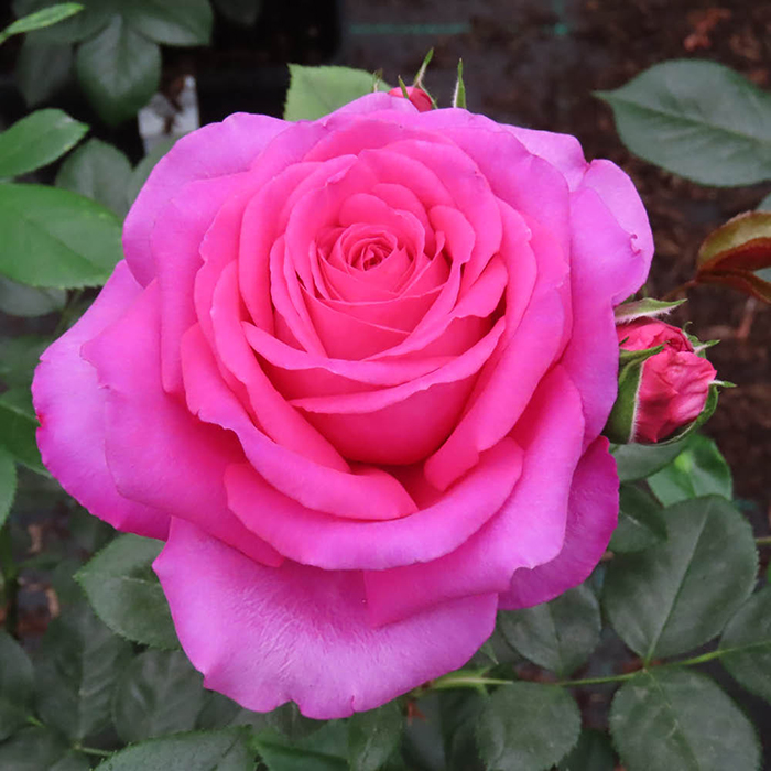 Rose Donna's Rose 4L Pot GW